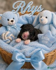 Bernedoodle dogs Rhys - Ad 8