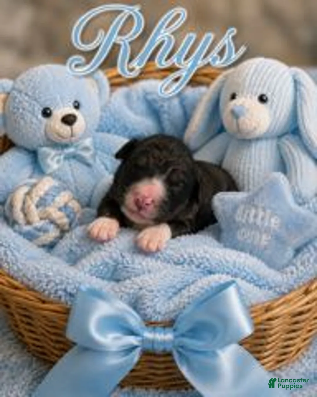 Bernedoodle dogs for sale: Rhys - Ad 1