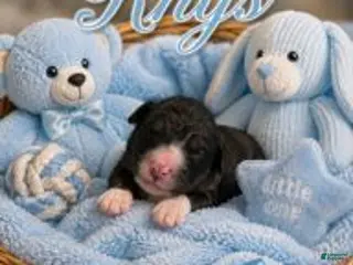 Bernedoodle dogs Rhys - Ad 8