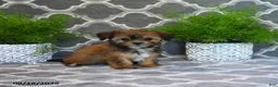 Shorkie dogs for sale: Olena  - Ad 5