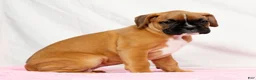 Boxer dogs for sale: Ona - Ad 6