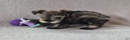 Miniature Schnauzer dogs for sale: Miniature Schnauzer 1 - Ad 2