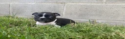 Boston Terrier dogs for sale: Leo - Ad 5
