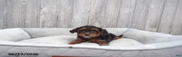Yorkiepoo dogs for sale: Oscar - Ad 3