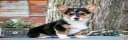 Welsh Corgi Pembroke dogs for sale: Tracy - Ad 2