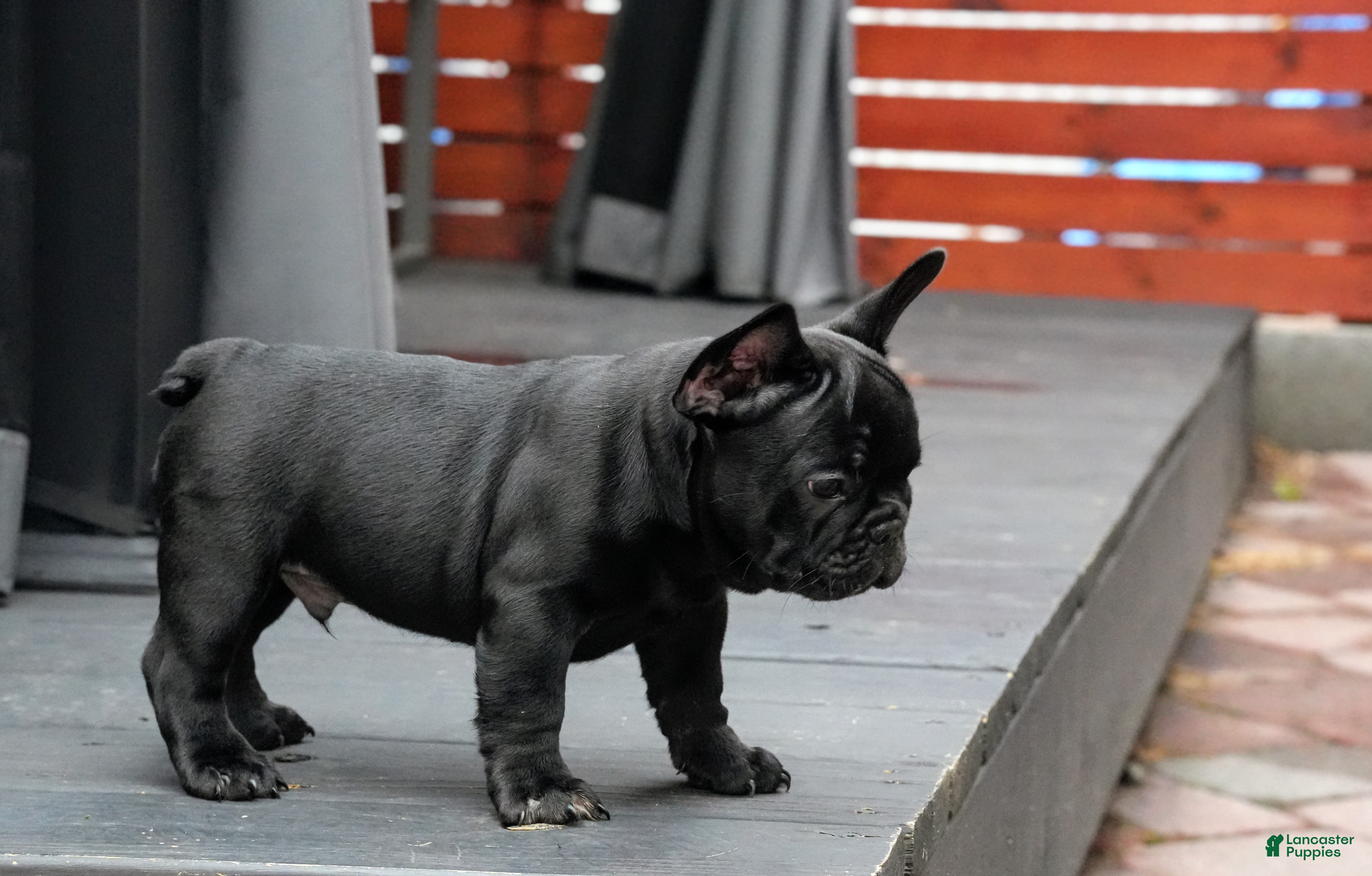 French Bulldog dogs Stitch Solid Black Male (No brindle) - Rare - Ad 2