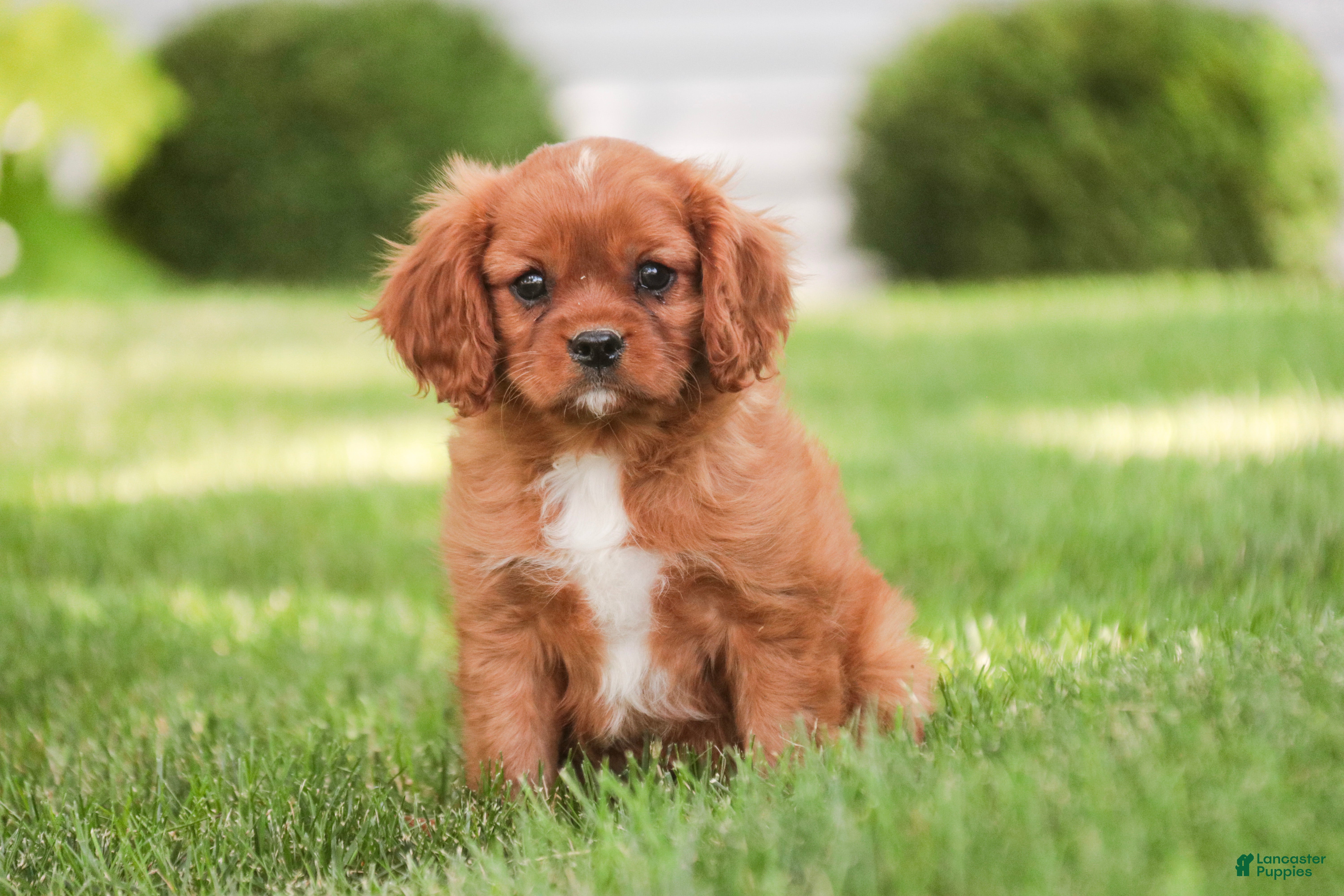 Cavalier King Charles Spaniel dogs Grady Cavalier King Charles Spaniel  - Ad 1