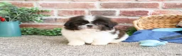 Shih Tzu dogs for sale: Aztec - Ad 3