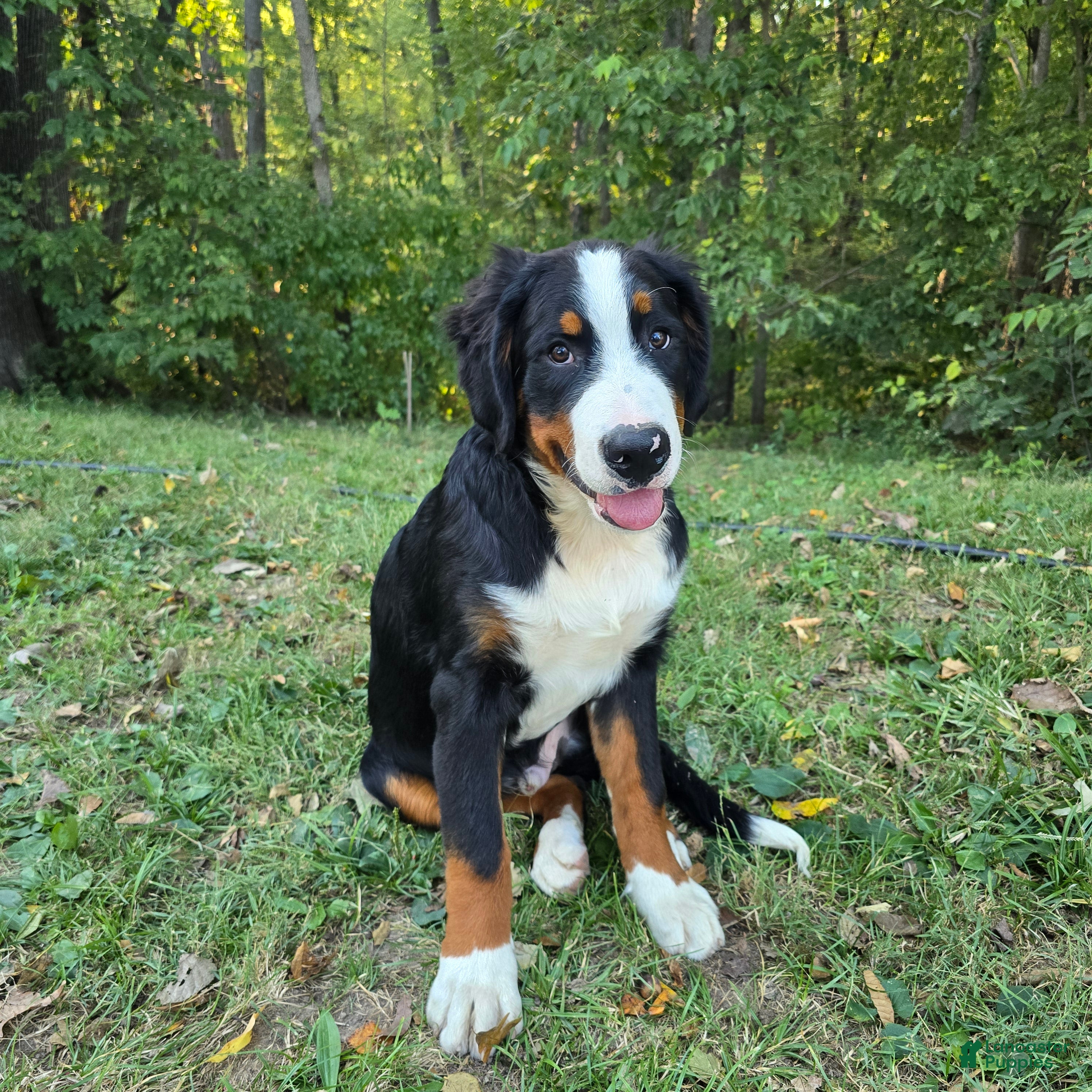 Bernese Mountain Dog dogs Bernese Mountain Dog 2 Winston - Ad 13