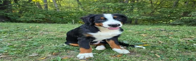 Bernese Mountain Dog 2 Winston