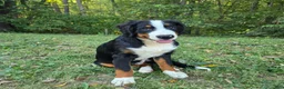 Bernese Mountain Dog dogs for sale: Bernese Mountain Dog 2 Winston - Ad 1