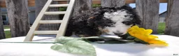 Mini Bernedoodle dogs for sale: Mr. Bear - Ad 3