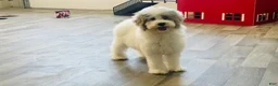 Miniature Poodle dogs for sale: Dimples Miniature Poodle  - Ad 9