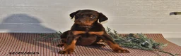 Doberman Pinscher dogs for sale: Daisy - Ad 7