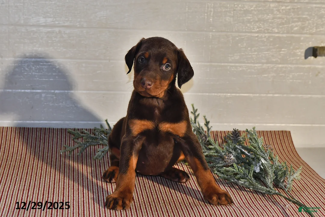 Doberman Pinscher dogs for sale: Daisy - Ad 7