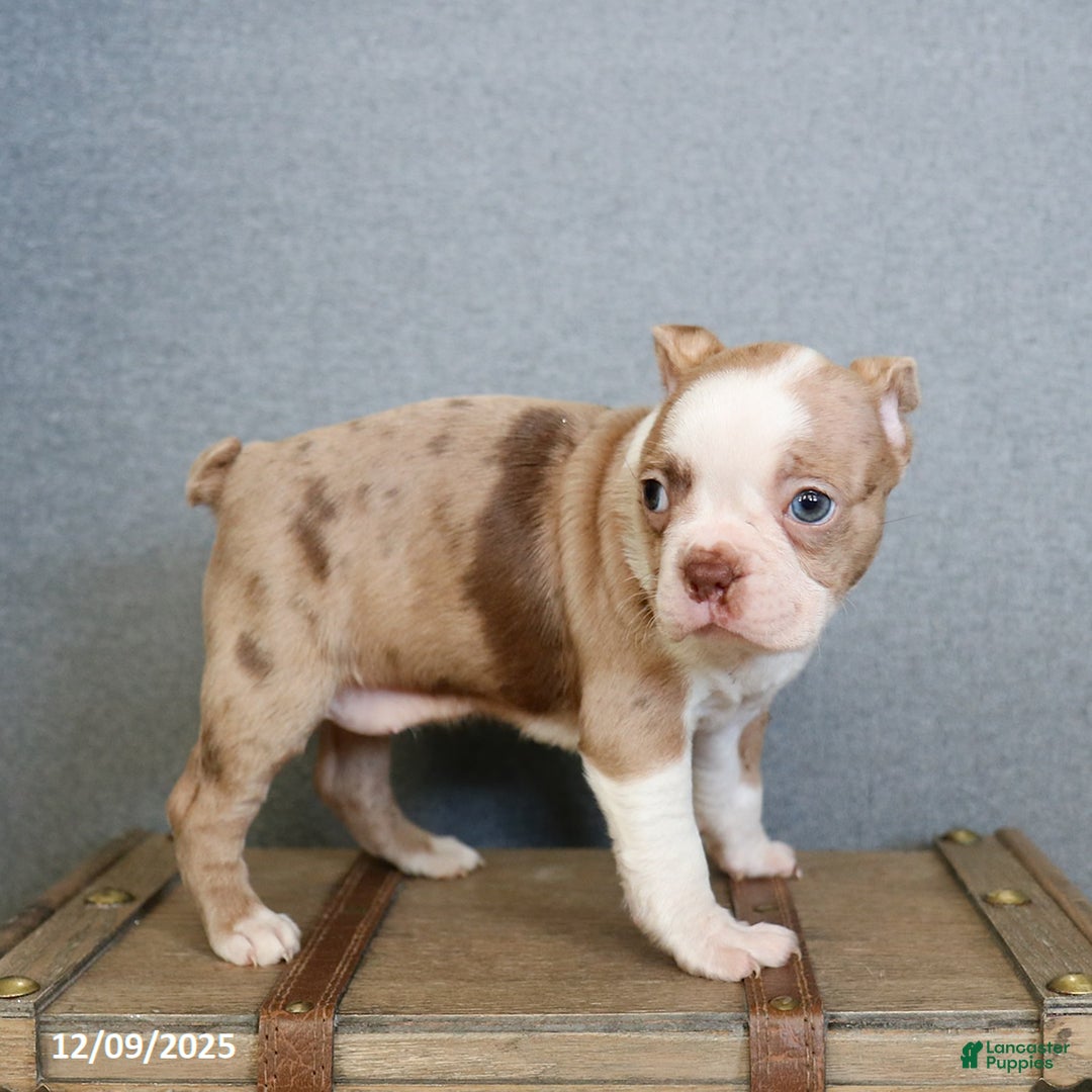 Boston Terrier dogs for sale: Pixie - Ad 3