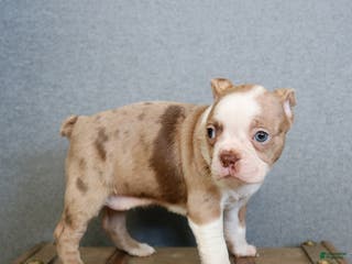 Boston Terrier dogs Pixie - Ad 17