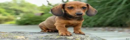 Miniature Dachshund dogs for sale: Sabrina 💝 - Ad 4