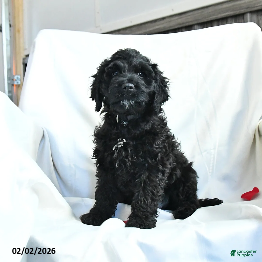 Cockapoo dogs for sale: Bubba - Ad 4