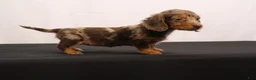 Dachshund dogs for sale: Pinto - Ad 12