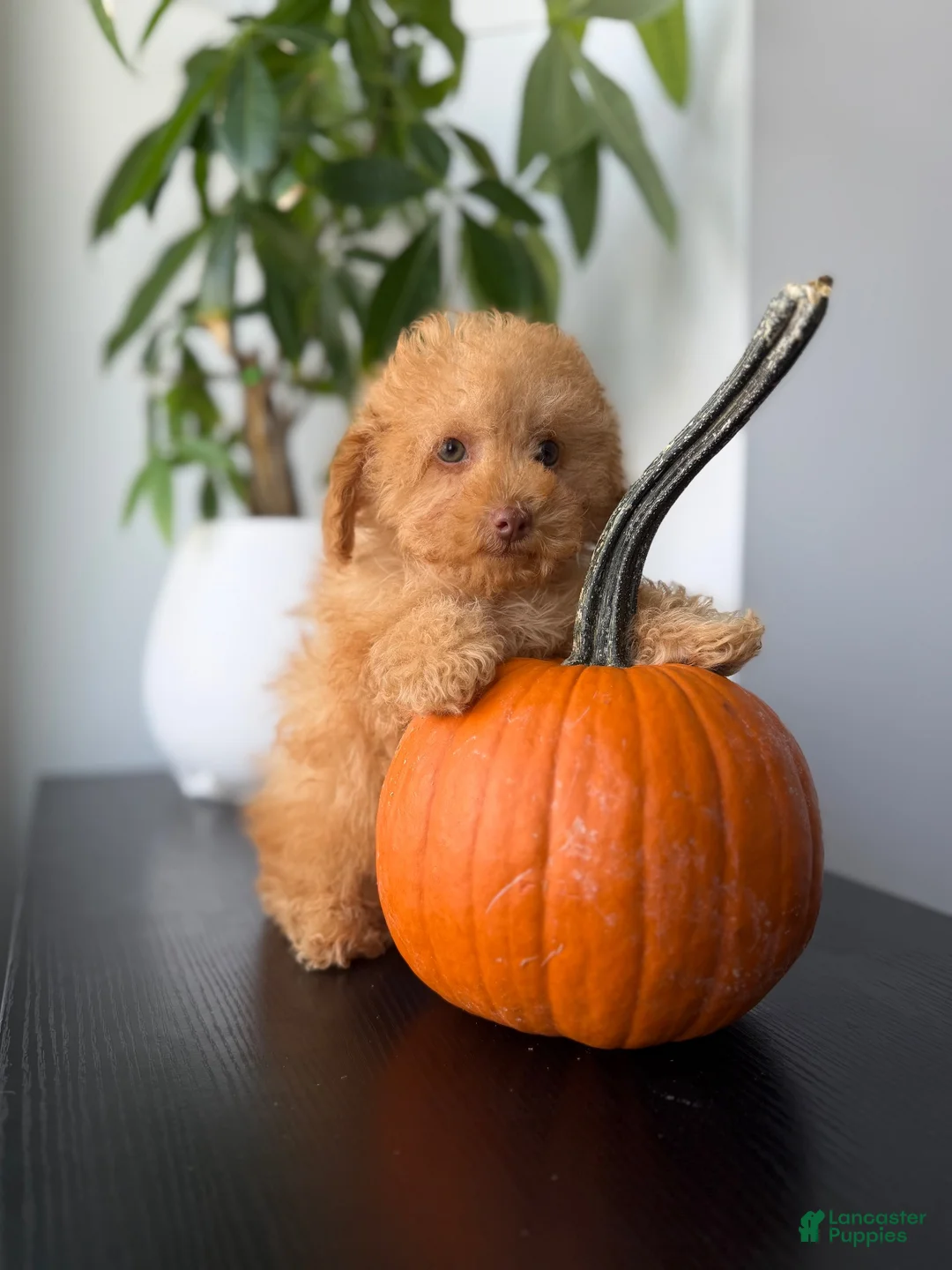 Toy Poodle dogs for sale: Ace - Ad 1