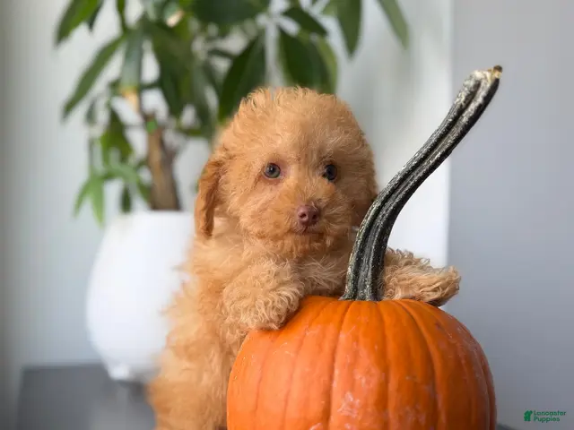 Toy Poodle dogs for sale: Ace - Ad 1