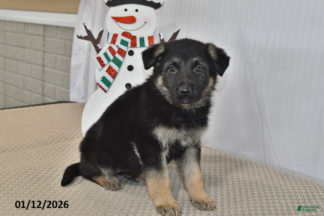 German Shepherd dogs for sale: Mocha - Ad 2