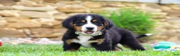 Bernese Mountain Dog dogs for sale: Willow - Ad 5