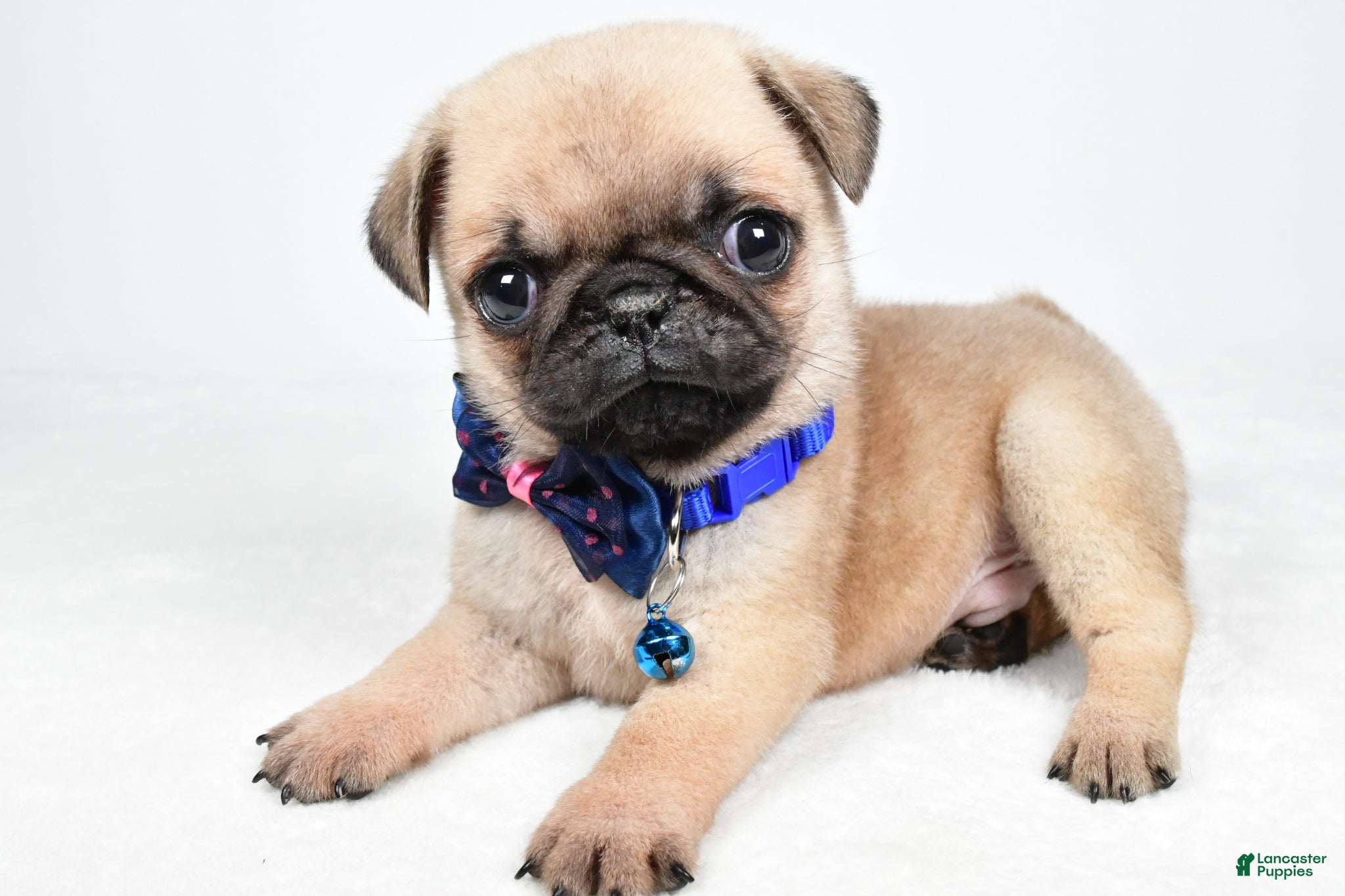 Pug dogs Ace - Ad 2