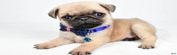 Pug dogs for sale: Ace - Ad 2
