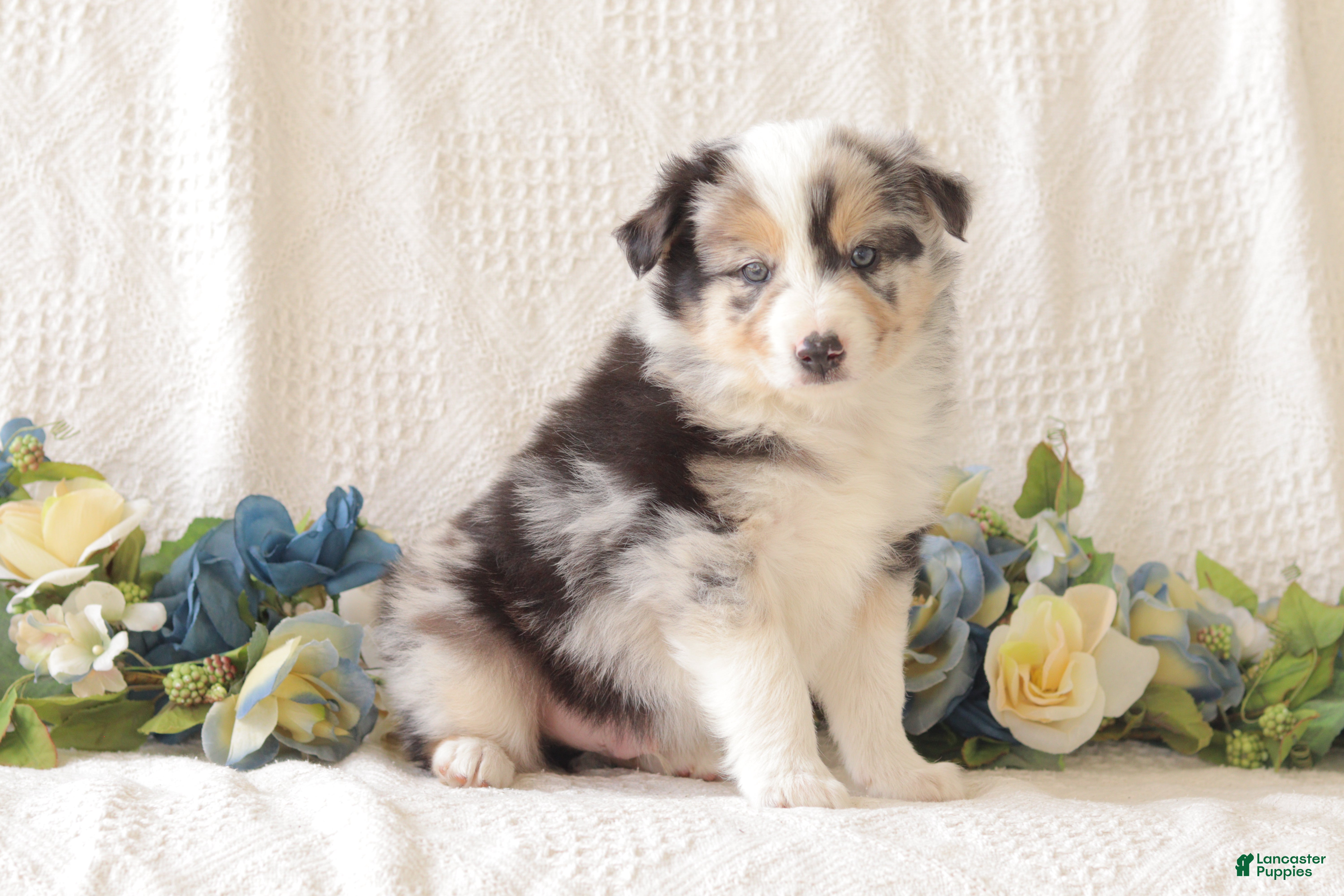 Border Collie dogs Twix - Ad 2