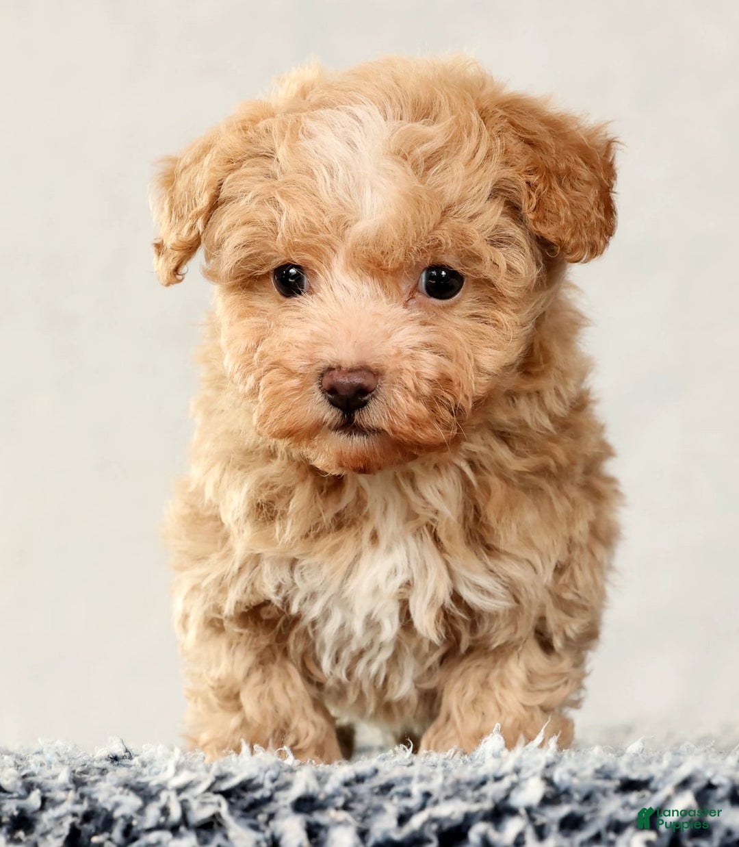 Havapoo dogs for sale: Tommy - Ad 7