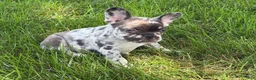 French Bulldog dogs for sale: Large Female Isabella Merle Puppy - Ad 25