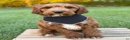 Irish Doodle dogs for sale: Cody - Ad 2