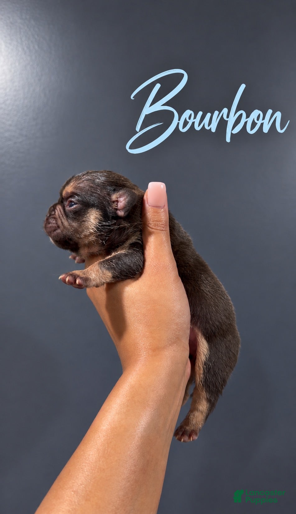 French Bulldog dogs for sale: Bourbon - Ad 25