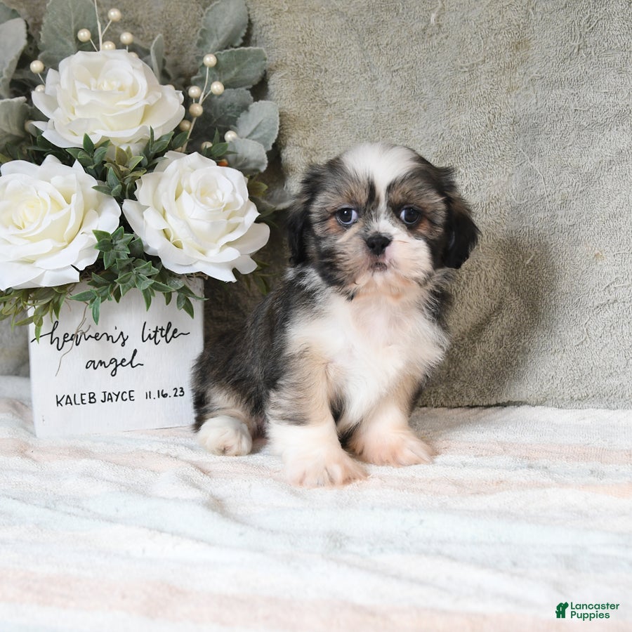 Shih Tzu dogs Quincy - Ad 2