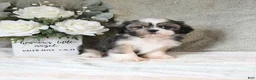 Shih Tzu dogs for sale: Quincy - Ad 2