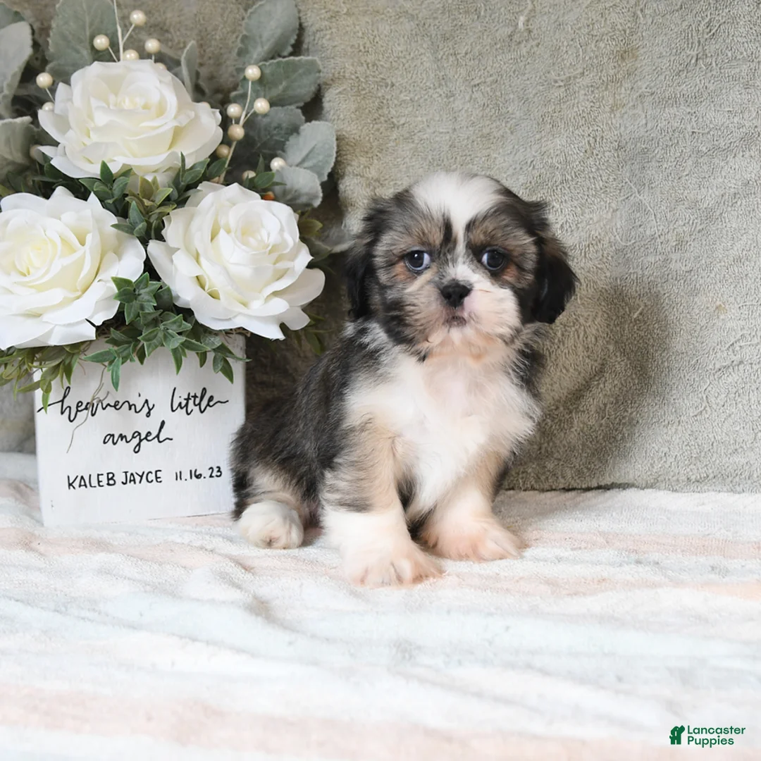 Shih Tzu dogs for sale: Quincy - Ad 2