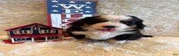 Bernese Mountain Dog dogs for sale: Dean - Ad 18
