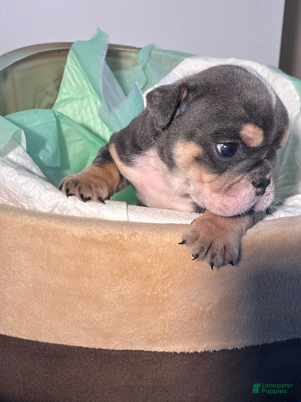 English Bulldog dogs Hershee - Ad 2