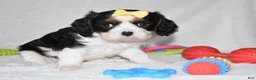 Cavalier King Charles Spaniel dogs for sale: Princess - Ad 8