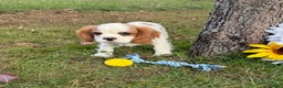 Cavalier King Charles Spaniel dogs for sale: Cavalier King Charles Spaniel Puppy 2 (Rocky) - Ad 16