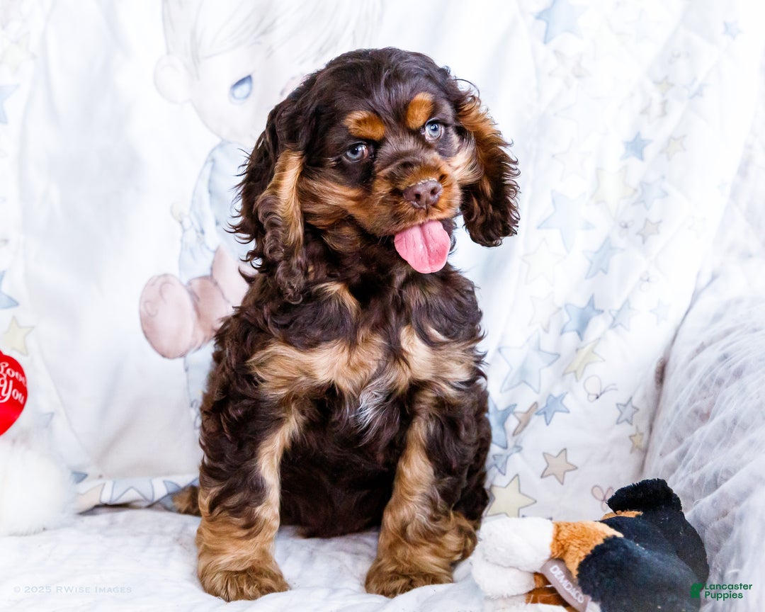 Cocker Spaniel dogs for sale: Freddy - Ad 7