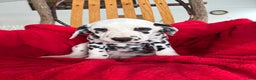 Dalmatian dogs for sale: Tara - Ad 2