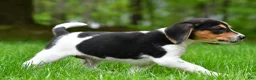 Beagle dogs for sale: Jasper - Ad 4