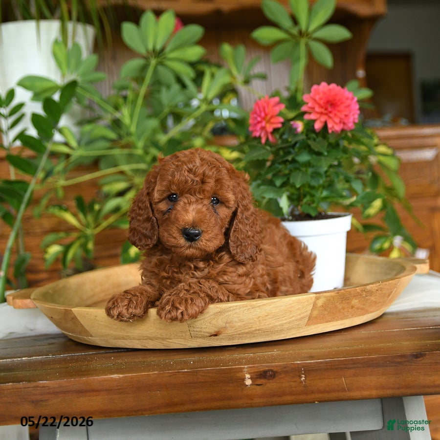 Mini Goldendoodle dogs Ace - Ad 1