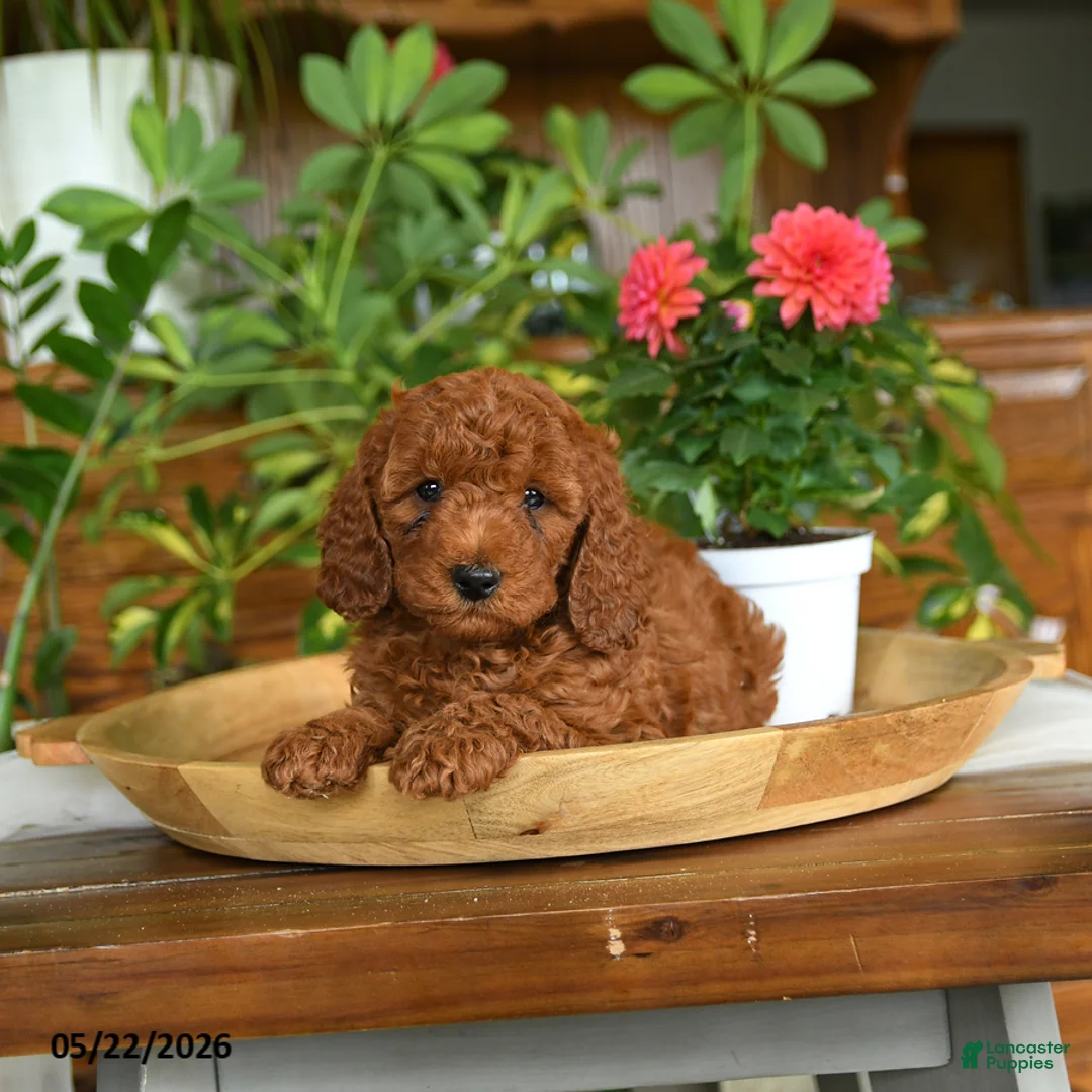 Mini Goldendoodle dogs for sale: Ace - Ad 1