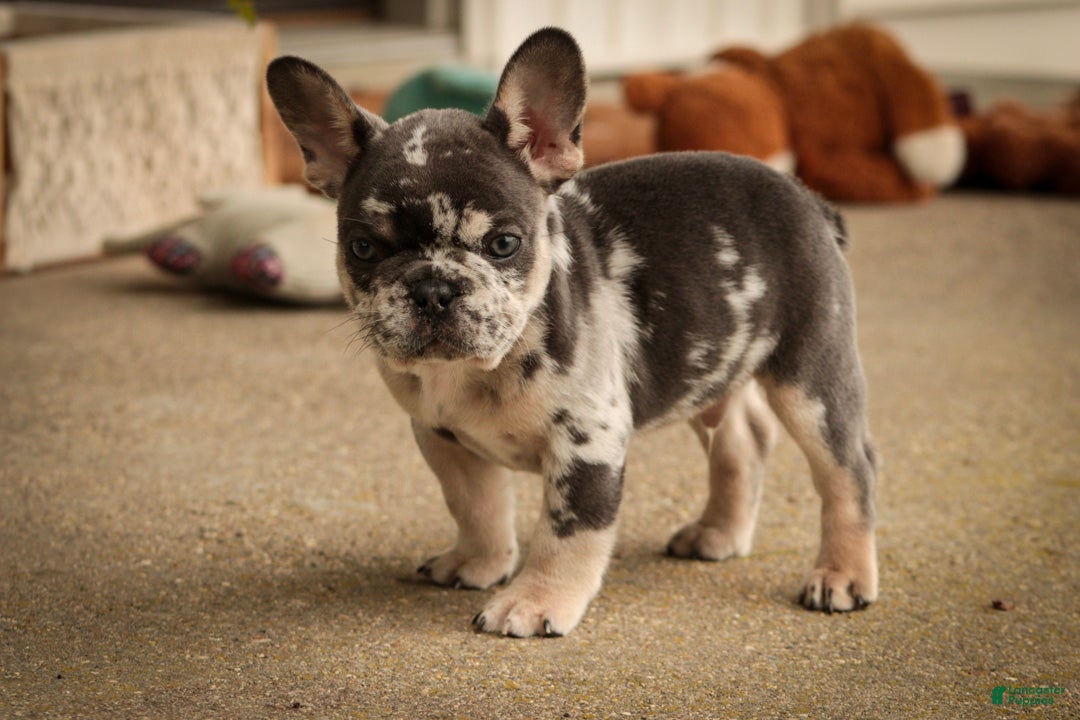 French Bulldog dogs Sawyer French Bulldog  - Ad 1