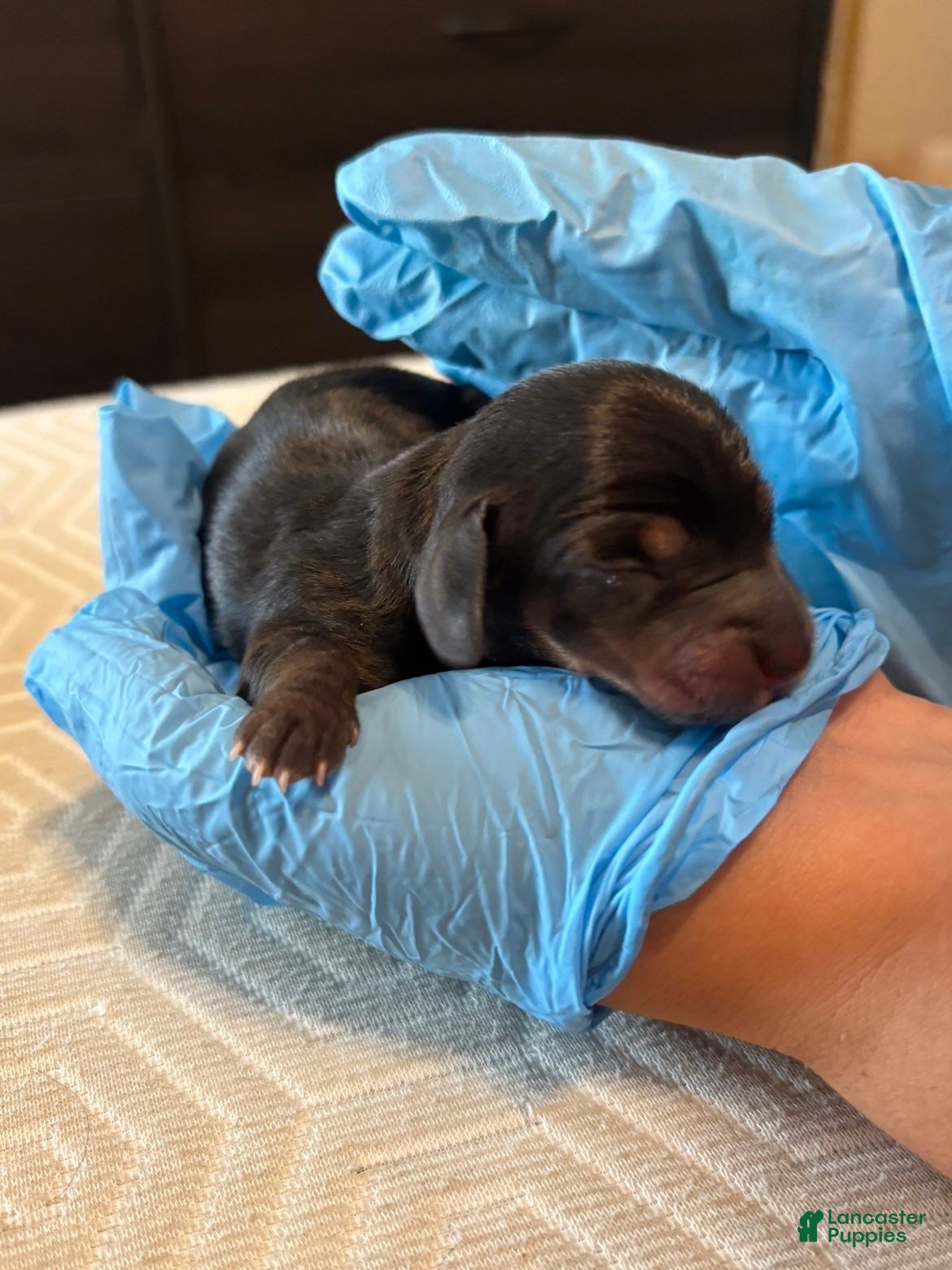 Miniature Dachshund dogs Miniature Dachshund Puppy 3 - Ad 3