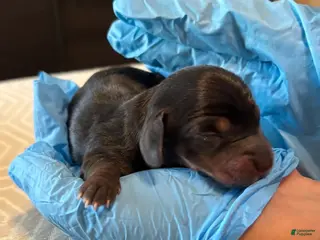 Miniature Dachshund dogs Miniature Dachshund Puppy 3 - Ad 3